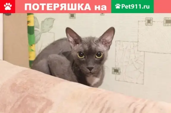 Пропал кот Маклейн в Надыме, Ямало-Ненецкий АО