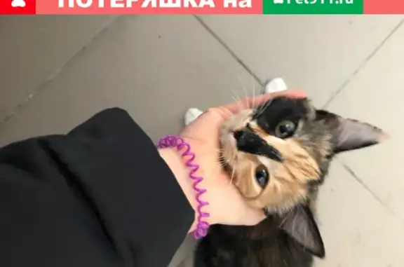 Найдена кошка на Б. Житкова в Тюмени