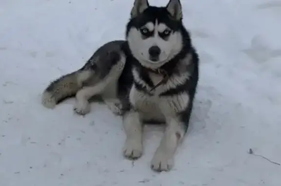Пропала собака породы Сибирская хаски в Тобольске, названа Боня