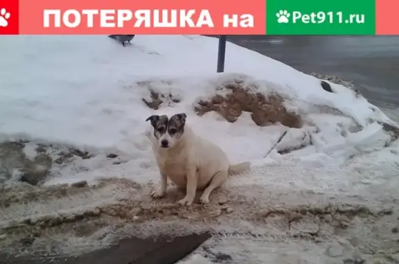 Найдена собака, Нижний Новгород, фото: Найдена собака в микрорайоне Юг, ищем хозяина!