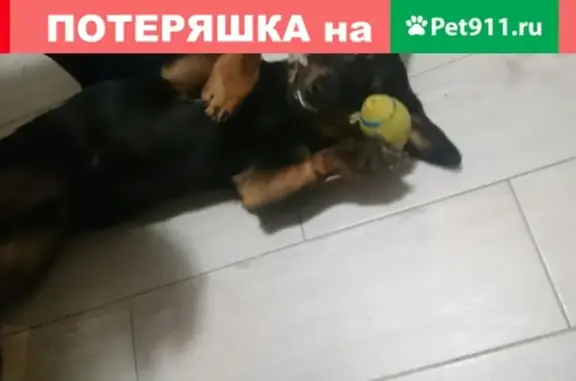 Найден пёс в Сельме, Калининград