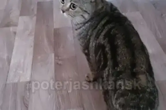 Найдена кошка на ул. Дмитрия Шмонина 10 в Новосибирске