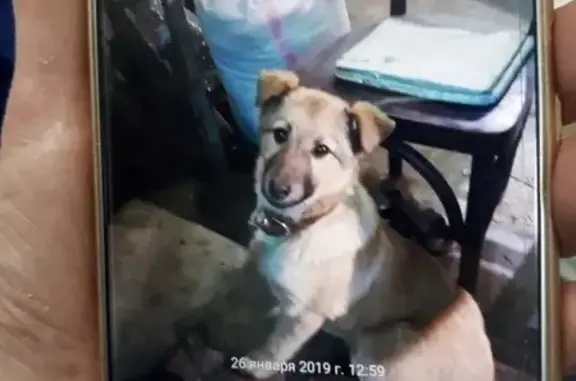 Пропала собака Шурка в Егорьевске
