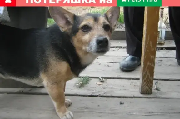 Пропала собака Малыш в Лесосибирске