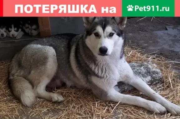Пропала собака в Шадринске