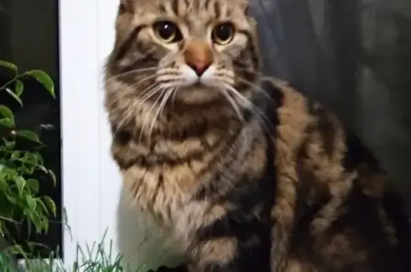 Найден домашний кот с кисточками на ушах в Таганроге