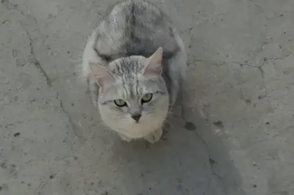 Кошка найдена в Геленджике, микрорайон Парус