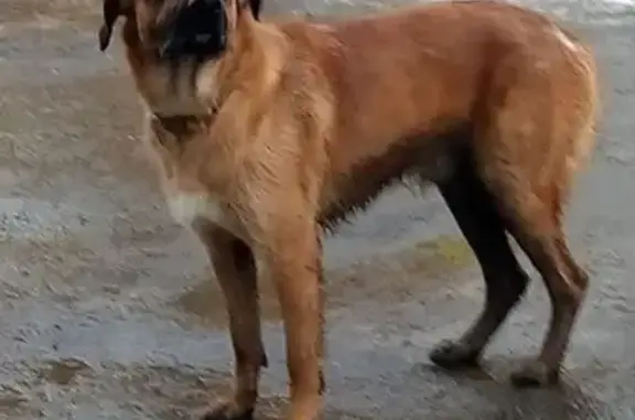 Потерянная собака в ошейнике у Мегафона, Саратов