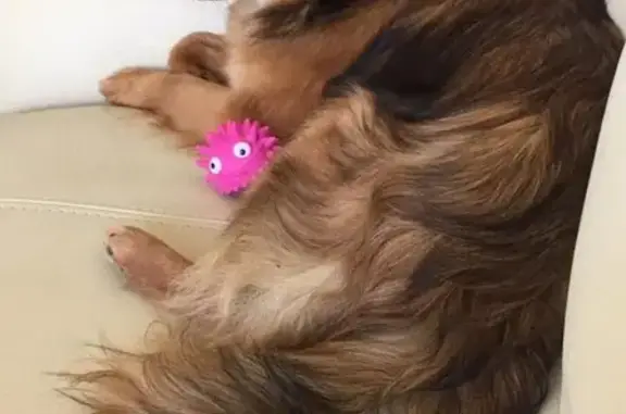 Найдена собака в Краснодаре на остановке Бальнеолечебница