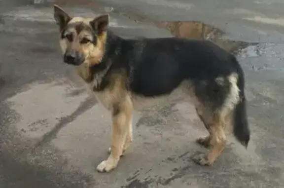 Найдена собака в Шебекино, ищет новых хозяев