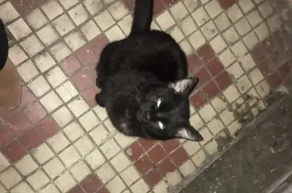 Найдена кошка на Рижской, живет в подъезде