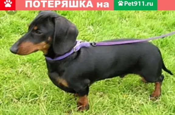 Найдена такса-щенок в Чите, ищем хозяев