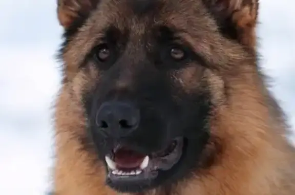 Собаки потеряшки, Журавлево, фото: Потеряшка немецкая овчарка в лесу д. Журавлево, Кемеровский район