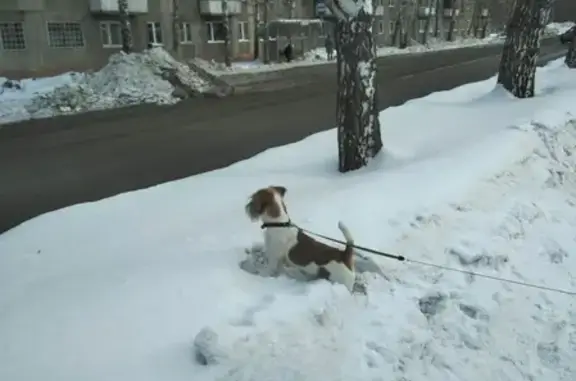 Пропала собака в Кемерово, Ленинский район, бело-рыжий окрас #потеряласьсобака
