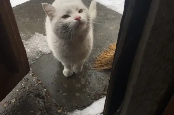 Найден белый кот на бульваре 9 Января в Барнауле
