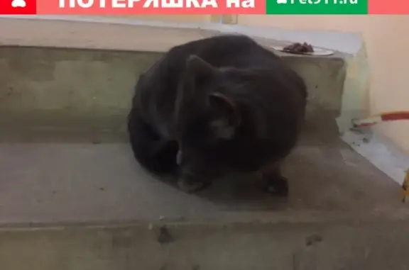 Найден кот на Пашенном, связаться по телефону
