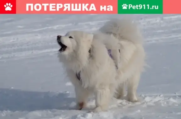 Пропала любвиобильная самоедка в Ханты-Мансийске