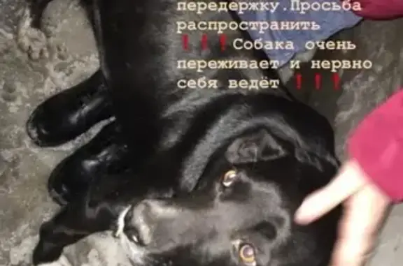 Найдена домашняя собака в Новочеркасске