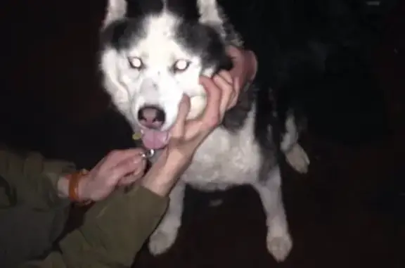 Найдена собака в Мытищах, просьба помочь!