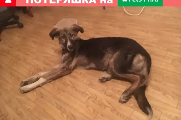 Найдена собака на ул. Фучика в СПб