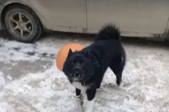 Найден пёс на Вологодской, ищем хозяев