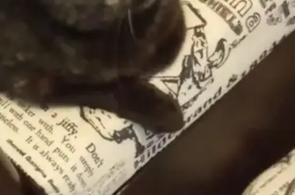 Найдена кошка на Железнодорожной
