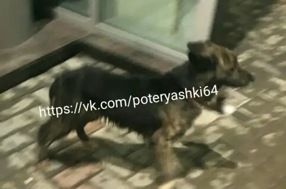 Найдена собака в Саратове по Московской/Чапаева