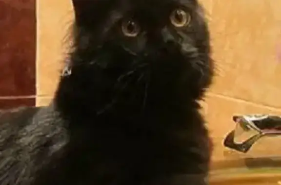 Пропала крупная черная кошка в Калуге!