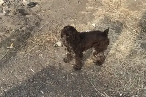 Собака Спаниель потерялась на Биофабрике в Чите.