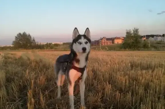 Собаки потеряшки, Липецк, фото: Потеряшка собака 