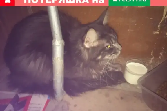 Найдена серая кошка на ул. Гурзуфская 23 (Екатеринбург)