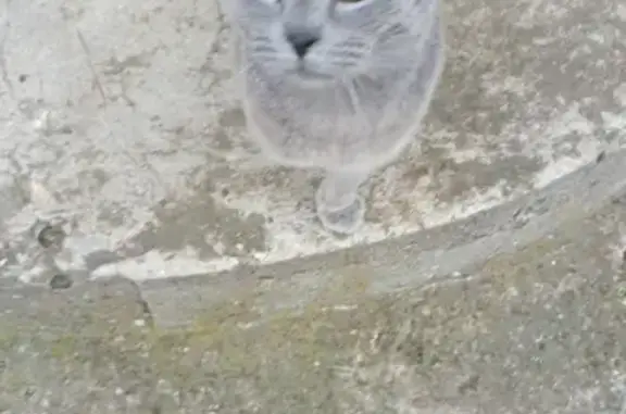 Найдена кошка в хуторе Бужор