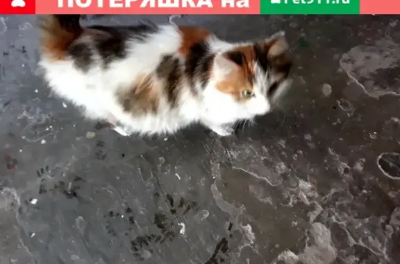Потерялась беременная кошка в Копейске, 4-я Пятилетка