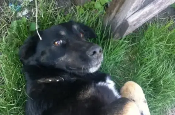 Собаки потеряшки, Липецк, фото: Потеряшка собака в пос. Новая жизнь