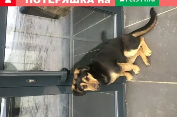 Собака найдена в деревне Новинки, Московская область