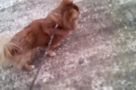 Найдена собака на ул. Народная 62г, ищем хозяев.