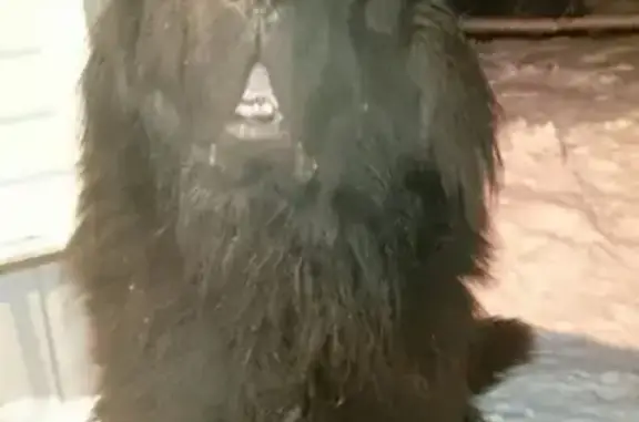 Потерянные животные деревня Шихириха, фото: Пропала собака в д. Шихириха, Приморский район