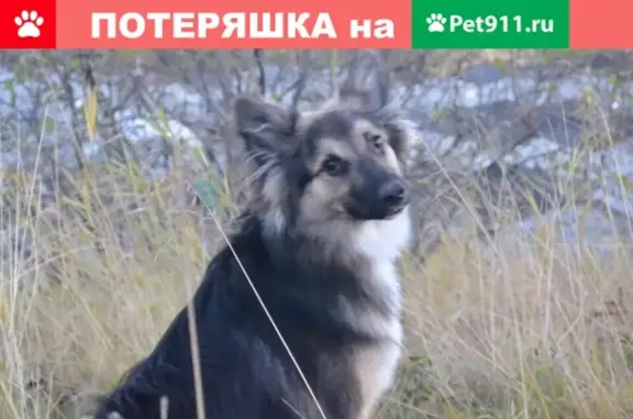 Пропала собака Мухич в Мурманске