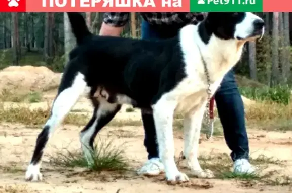 Пропала собака в Лысково, Нижегородская область - среднеазиатская овчарка Даяна