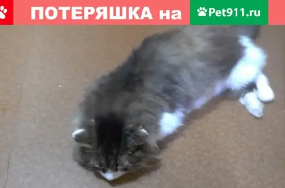 Пропал кот Барсик на Советской 10
