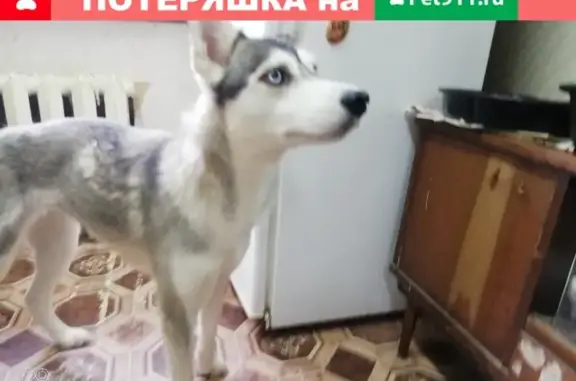 Найдена собака на ул. Комовских, Тейково