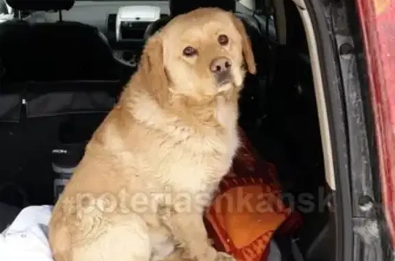 Найдена домашняя собака на ул. Широкая