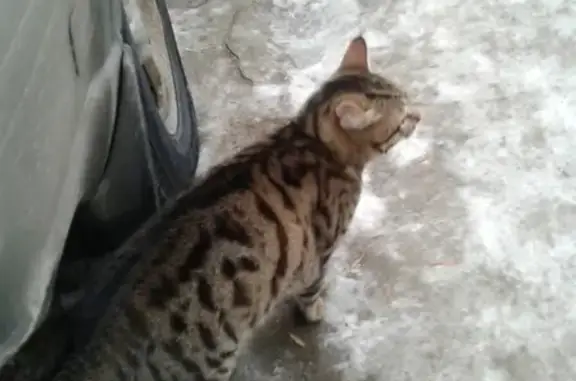 Найдена домашняя кошка возле ТЦ Флагман в Твери