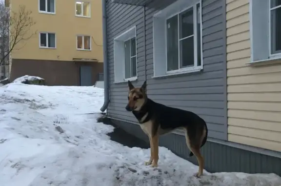 Найдена собака в Петрозаводске, ищем хозяев!