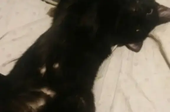 Пропала кошка на ул. 40 лет Коми, дом 7, кличка Вася.