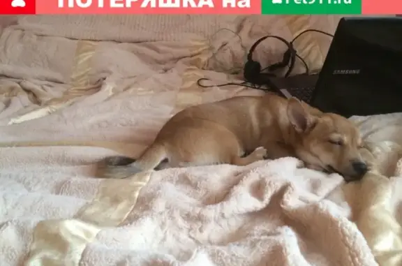 Пропала собака Бим в Железногорске, Курская область