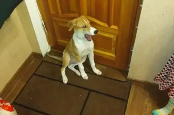 Найдена собака в Новокуйбышевске - помогите найти дом!