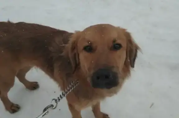 Найдена рыжая собака в Москве, Марьино!