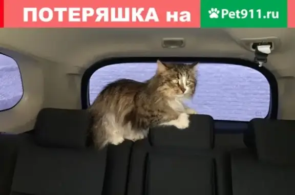 Найдена кошка на ул. К. Беляева 53Б в Череповце