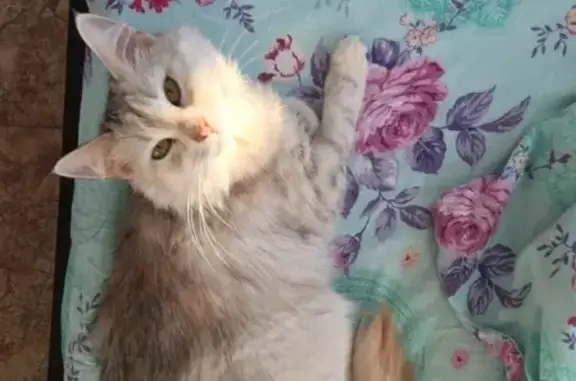 Кошки потеряшки, село Песочное, фото: Потеряшка кошка в посёлке Песочное